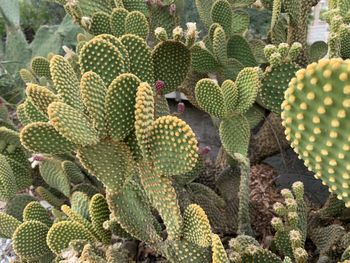 High angle view of succulent plant