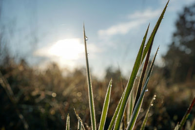 Close-up of wheat growing on field