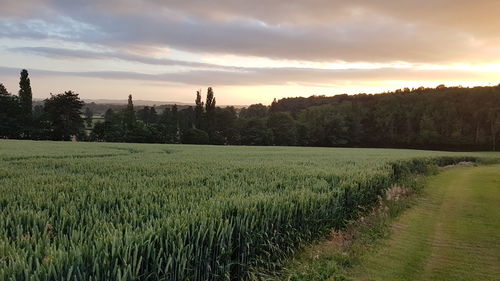 Scenic view of agricultural field against sky during sunset