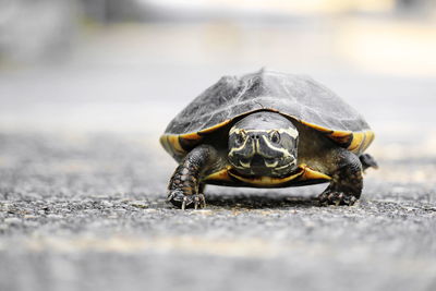 Close-up of lizard on road