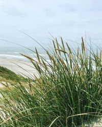 Close-up of grass on beach against sky