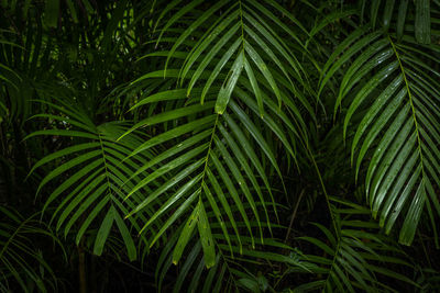 Close-up of palm tree leaves