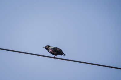 Low angle view of bird perching on cable against clear sky