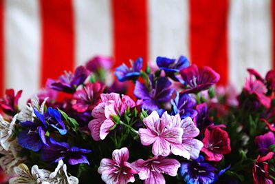 Close-up of flowers