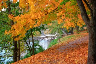 Scenic view of trees in forest during autumn