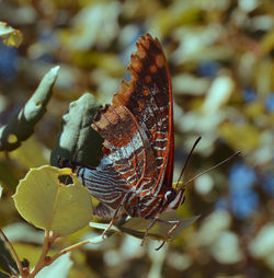 Close-up of butterfly on leaf