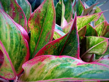 Close-up of pink flowers