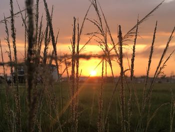 Close-up of stalks in field against sunset