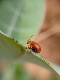 Close-up of lady bug