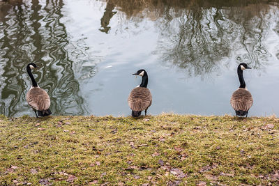 Ducks in lake