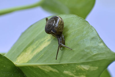 Close-up of insect on leaf