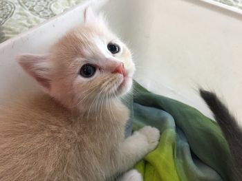 Close-up of cute kitten at home