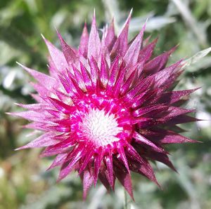 Close-up of pink flowers