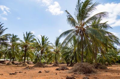 A large plantation of coconut palms and huts on the shores of the indian ocean, watamu. kenya