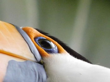 Close-up of a bird