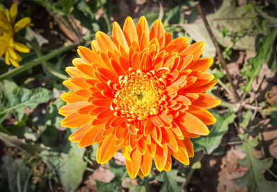 High angle view of orange flower