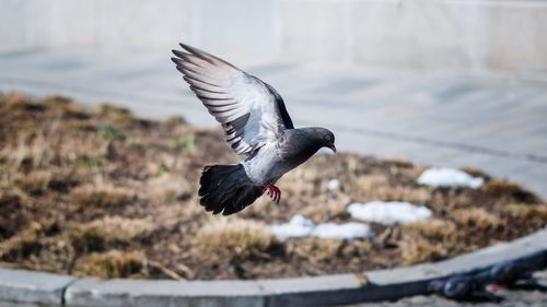 Close-up of pigeon flying