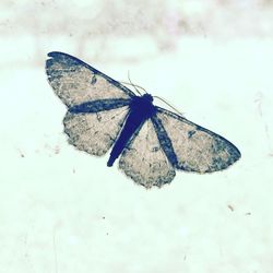 High angle view of butterfly on leaf