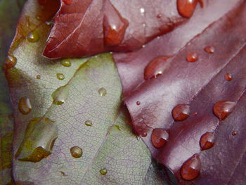 Full frame shot of wet leaves