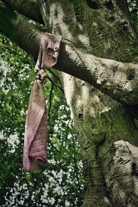Low angle view of trees