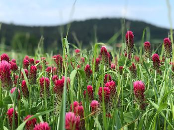 Close-up of red flowering plants on field