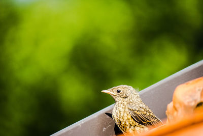 Close-up of bird perching