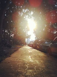 Sun shining through trees