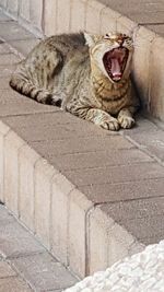 Cat lying on tiled floor