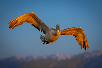 Close-up of bird flying against clear sky