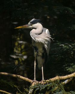 Gray heron perching on tree