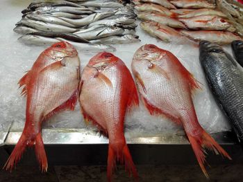 High angle view of fish for sale