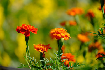 Close-up of red flowering plants