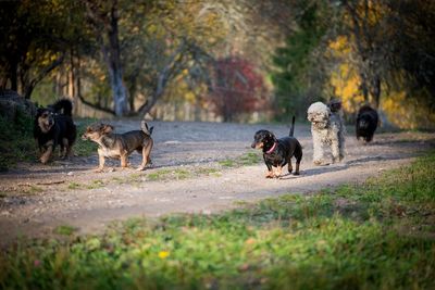 Dogs at park