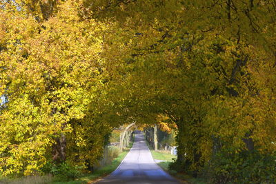 Road amidst trees at park during autumn