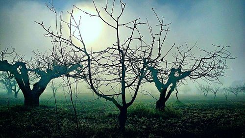 Bare trees on field