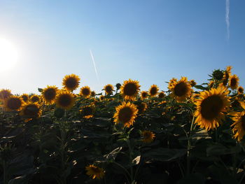 Sunflowers blooming in farm against sky