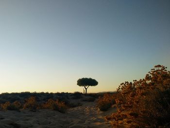 Trees on field against clear sky