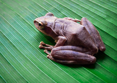 Tree frog on the big green leaf