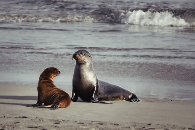 Close-up of sea lion