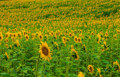 Scenic view of sunflower field