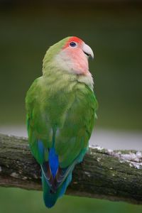 Close-up of parrot perching on leaf