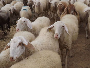 Flock of sheep in pen