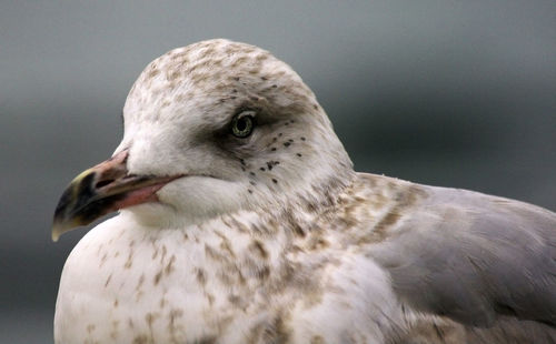 Close-up european herring gull