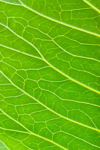 Streaks on a green leaf close-up