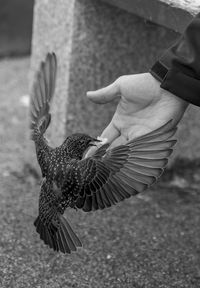 Close-up of bird on wall