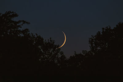 Low angle view of silhouette trees against sky at night