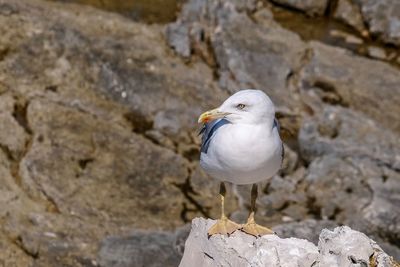 Close-up of seagull perching on rock