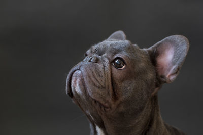 Alert french bulldog looking up