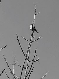 Low angle view of bird perching on branch against sky