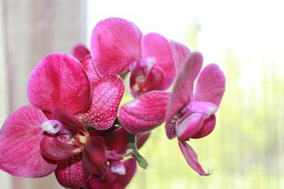 Close-up of pink flowers blooming outdoors